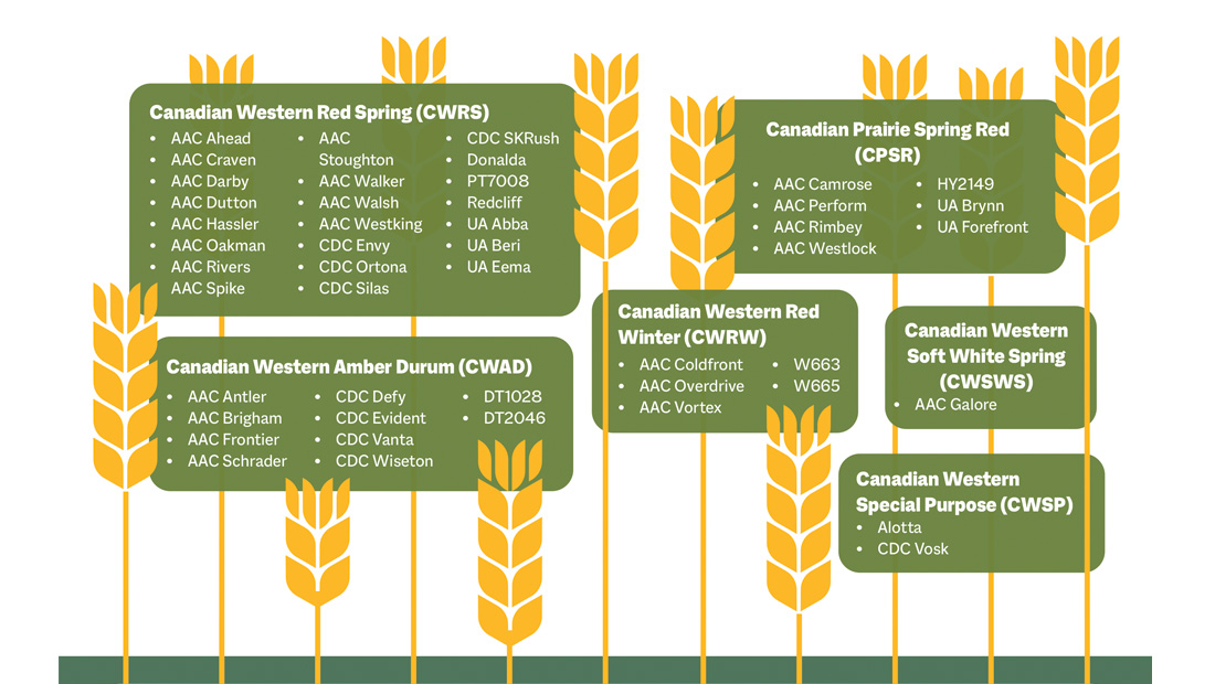 Supported the development of new crop varieties for farmers that make them more productive and sustainable.